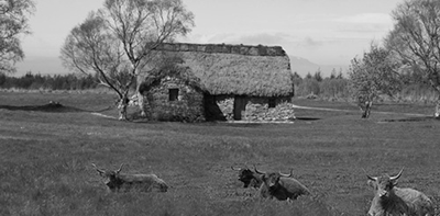 Croft at Culloden with Highland Cattle in the foreground