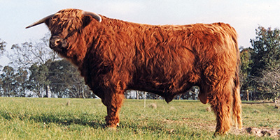 Young Cruachan Highland Bull