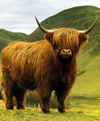 Monarch of the But 'n Ben, a Highland cow