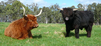 Red cow at twenty years old