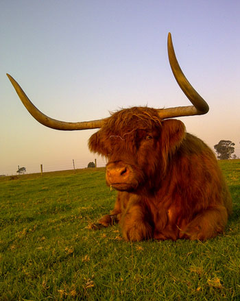 Cow at 22 years old
