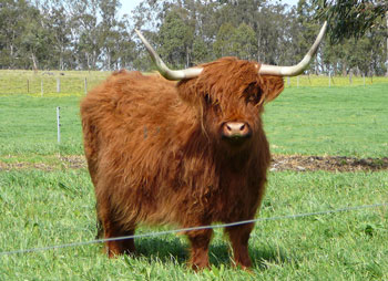 Nice red cow