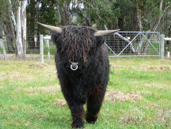 Young black bull