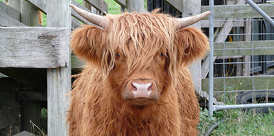 Gorgeous Red Heifer