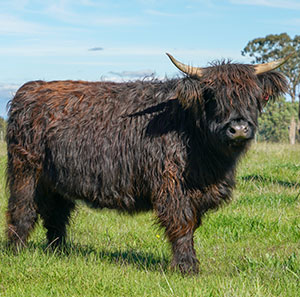 Rio Dubh of Cruachan